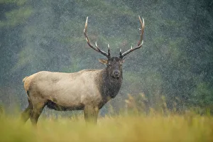 Intimate Image Prints: Elk (Cervus elaphus) Rutting bull, Banff National Park, Alberta, Canada