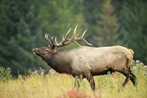 Intimate Image Prints: Elk (Cervus elaphus) Rutting bull, Banff National Park, Alberta, Canada