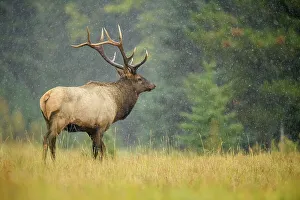 Intimate Image Prints: Elk (Cervus elaphus) Rutting bull, Banff National Park, Alberta, Canada