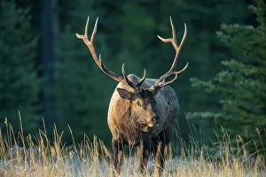 Intimate Image Prints: Elk (Cervus elaphus) Rutting bull, Banff National Park, Alberta, Canada