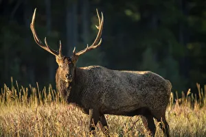 Intimate Image Prints: Elk (Cervus elaphus) Rutting bull, Banff National Park, Alberta, Canada