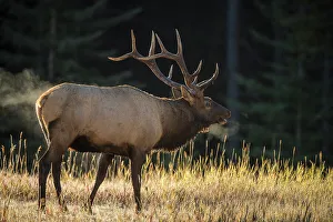 Intimate Image Prints: Elk (Cervus elaphus) Rutting bull, Banff National Park, Alberta, Canada