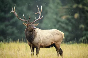 Intimate Image Prints: Elk (Cervus elaphus) Rutting bull, Banff National Park, Alberta, Canada