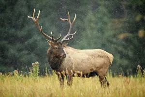Environmental Prints: Elk (Cervus elaphus) Rutting bull, Banff National Park, Alberta, Canada