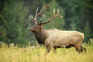 Intimate Image Prints: Elk (Cervus elaphus) Rutting bull, Banff National Park, Alberta, Canada