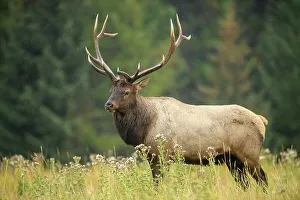 Intimate Image Prints: Elk (Cervus elaphus) Rutting bull, Banff National Park, Alberta, Canada