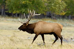 Tenacious Prints: Elk, Cervus elaphus. Rutting Stag/bull in autumn