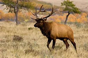 Tenacious Prints: Elk, Cervus elaphus. Rutting Stag/bull in autumn