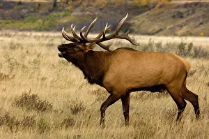 Rocky Mountains Prints: Elk, Cervus elaphus. Rutting Stag/bull in autumn