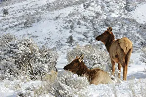 Elk (Cervus elaphus) in snowy sagebrush landscape, Yellowstone NP, Wyoming, USA