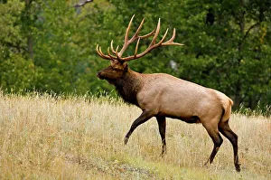 Tenacious Prints: Elk, Cervus elaphus. Stag/Bull in autumn rut, Jasper National Park, Alberta, Canada