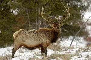 Q3 2024 Prints: Elk (Cervus elaphus) Stag/bull foraging in late winter, Yellowstone NP, Wyoming, USA