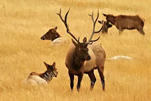 Elk (Cervus elaphus) stag/bull with harem of bedded-down females, Yellowstone NP, Wyoming, USA