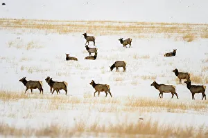 Females Prints: Elk (Cervus elaphus) Winter herd, Along Hwy 287 near Ennis, Montana, USA