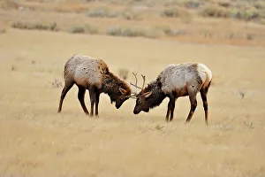 Alpine Environment Prints: Elk (Cervus elaphus) Young stags confronting