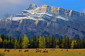 Images Dated 20th April 2023: Elk in meadow on Minnewanka Road and Mt. Rundle in background, Banff National Park, Alberta, Canada