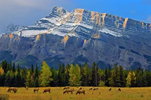 Images Dated 20th April 2023: Elk in meadow on Minnewanka Road and Mt. Rundle in background, Banff National Park, Alberta, Canada