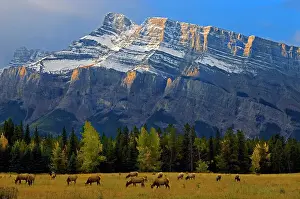 Rundle Prints: Elk in meadow on Minnewanka Road and Mt