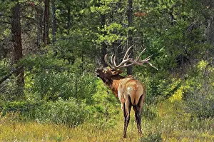 Wapiti Prints: Elk or wapiti (Cervus canadensis) Jasper National Park, Alberta, Canada