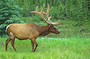 Elk or wapiti (Cervus canadensis) Jasper National Park, Alberta, Canada