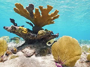Corals Prints: Elkhorn Coral (Acropora palmata), Grand Cayman, Cayman Islands, British West Indies
