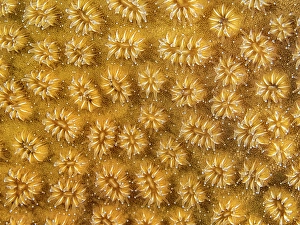Invertebrate Prints: Elliptical Star Coral (Dichocoenia stokesi)