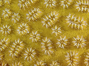 Invertebrate Prints: Elliptical Star Coral (Dichocoenia stokesi)