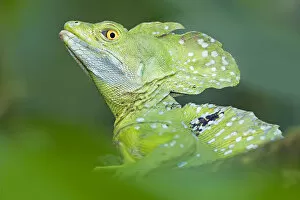 Emerald Basilisk (Basiliscus plumifrons) watching out for dangers, Costa Rica