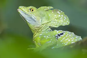No People Prints: Emerald Basilisk (Basiliscus plumifrons) watching out for dangers, Costa Rica