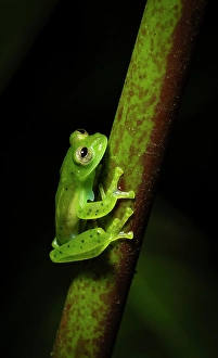 Leaf Prints: Emerald Glass Frog (Centrolene prosoblepon)