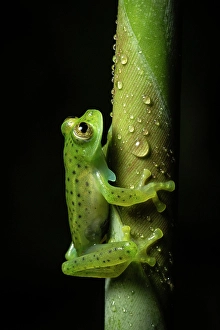 Leaf Prints: Emerald Glass Frog (Centrolene prosoblepon)