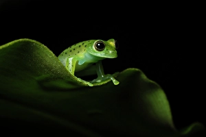 Amphibian Prints: Emerald Glass Frog (Centrolene prosoblepon)