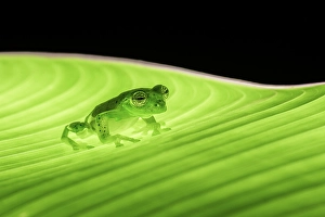 Leaf Prints: Emerald Glass Frog (Centrolene prosoblepon)