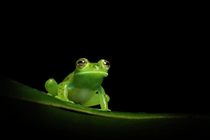 Leaf Prints: Emerald Glass Frog (Centrolene prosoblepon)