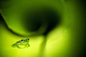 Emerald Glass Frog (Centrolene prosoblepon) Costa Rica