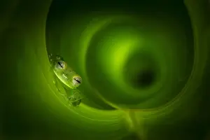 Leaf Prints: Emerald Glass Frog (Centrolene prosoblepon) inside heliconia leaf