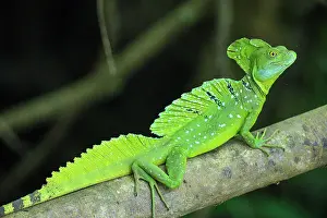 Lizards Prints: Emerald/plumed/green basilisk (Basiliscus plumifrons), Los Chiles, Alajuela, Costa Rica