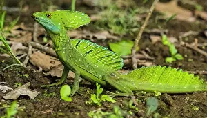 Lizards Prints: Emerald/plumed/green basilisk (Basiliscus plumifrons)