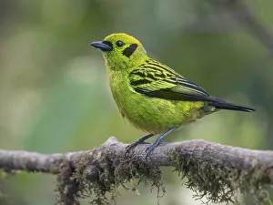 Tanager Prints: Emerald Tanager (Tangara florida), Orotina, Costa Rica