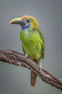 Costarica Prints: Emerald Toucanet (Aulacorhynchus prasinus), Costa Rica