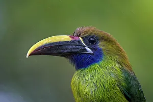 Costarica Prints: Emerald Toucanet (Aulacorhynchus prasinus), Costa Rica