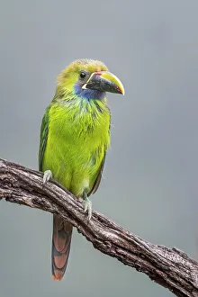 Vertical Image Prints: Emerald Toucanet (Aulacorhynchus prasinus), Costa Rica