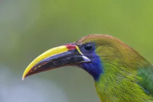 Emerald Toucanet (Aulacorhynchus prasinus), Costa Rica