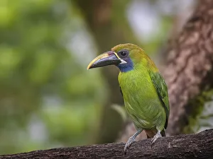 Emerald Toucanet (Aulacorhynchus prasinus), Cinchona, Costa Rica
