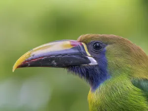 Cloud Forest Prints: Emerald-Toucanet (Aulacorhynchus prasinus), Cloud Forest region of Costa Rica