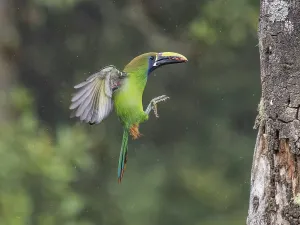 Copey District Prints: Emerald Toucanet (Aulacorhynchus prasinus), Cartago Province, Copey District, Costa Rica