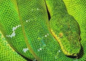 Snake Prints: Emerald Tree Boa (Corallus caninus) - captive, Ontario, Canada