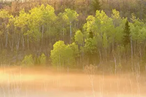 Natural Arch Prints: Emerging spring foliage in an aspen woodland overlooking a misty bog