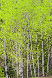 Natural Arch Prints: Emerging spring foliage in an aspen woodlot, Greater Sudbury, Ontario, Canada