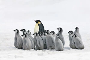 Images Dated 1st March 2021: Emperor penguin adults leading chicks - Antarctica, Antarctic Peninsula, Snowhill Island
